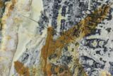 Proterozoic Age Columnar Stromatolite (Asperia) Slab - Australia #96254-1